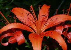 Tiger Lily
Flower