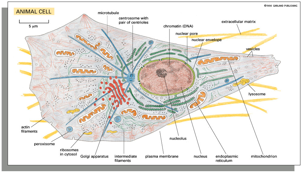 Panel 1-2: Cells: the principal features of animal, plant, and bacterial  cells.