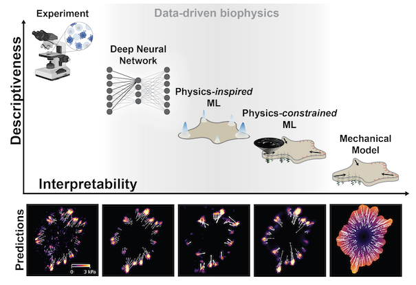 Data-driven biophysical modeling of cell behavior