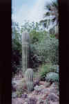 cactus.jpg (64125 bytes)